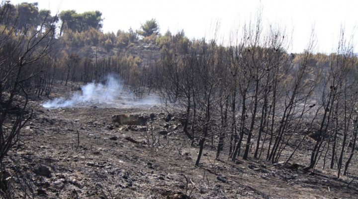 Συλλυπητήρια της ΠΑΕ Δόξα Δράμας για τα θύματα των φονικών πυρκαγιών